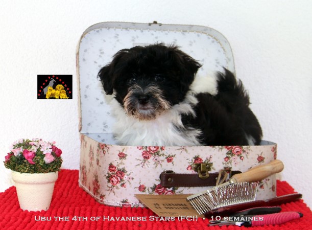 Havaneserwelpe bicolor of Havanese Stars FCI