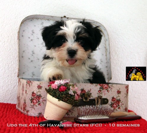 chiots bichon havanais Havaneser Havanese Stars Marguerite Seeberger