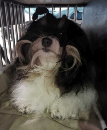 Havanese CH Belle Sun's Maximum Effort AKC