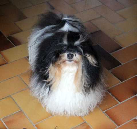 CH Belle Sun's Maximum Effort AKG  Havanese dog