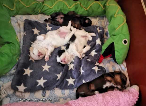 Havanese Stars Havaneser  bichons havanais puppies