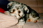 bichon p36  bichon havanais  Havaneser