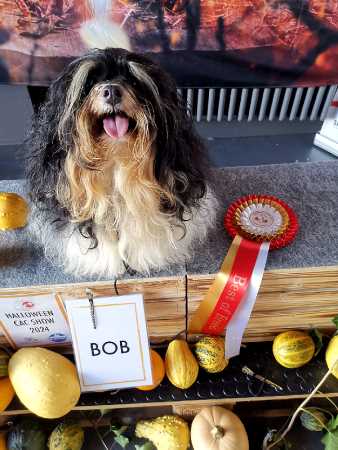 American Champion Swiss Champion Belle Sun's Maximum Effort
