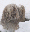 Xbie Havanese Stars dite "Chipie"  Mme Dubois