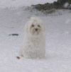 Incredible Idyll of Havanese Stars