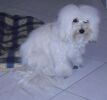 Alika  bichon havanais  Havaneser