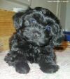 Anouk bichon havanais  Havaneser