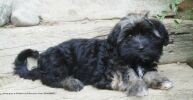Harry goes to Hollywood   3,5 mois bichon havanais  Havaneser