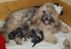 Ch Karoly the Kleptomane avec la 7me gnration Havanese Stars