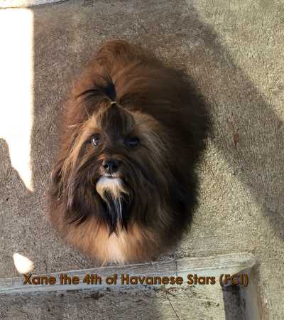 Xane the 4th of Havanese Stars (FCI)