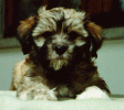 havanais p38  bichon havanais  Havaneser