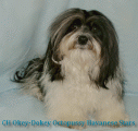 CH Okey-Dokey Octopussy Havanese Stars