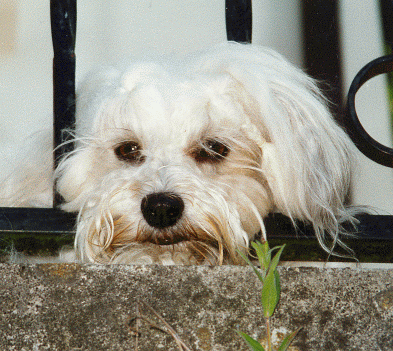 CH Bambou Havanese Stars in the Valais