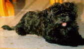 havaneser p40  bichon havanais  Havaneser