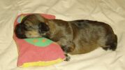 6me gnration Havanese Stars