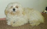 Hilary goes to Hollywood of Havanese Stars bichon havanais  Havaneser