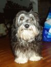 Joyful Joris  bichon havanais  Havaneser