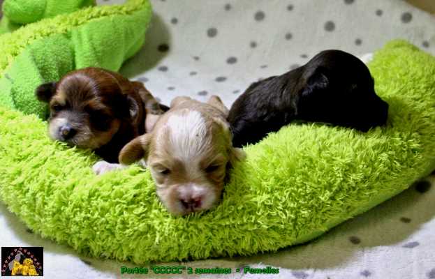 Havaneser Welpe  Havanese Stars  Marguerite Seeberger