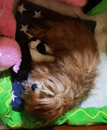 bichon havanais  Havaneser  Havanese Stars