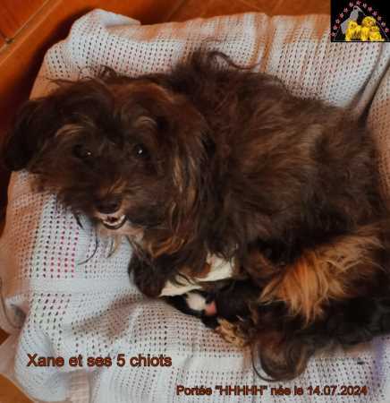 chiots bichons Havanais  Havaneserwelpen Rde Havanese Stars (FCI