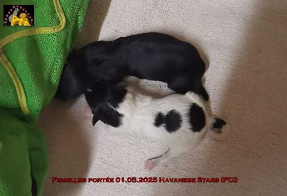 femelles bichons havanais of Havanese Stars (FCI) M. Seeberger