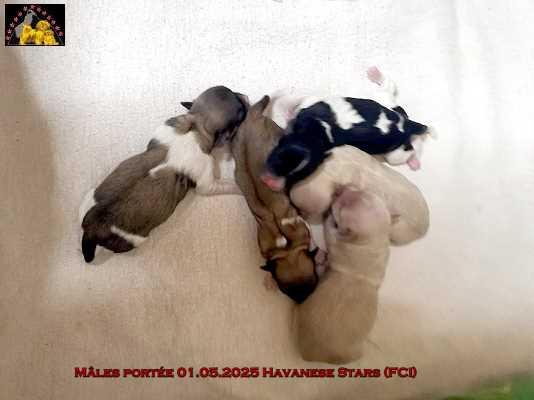 chiots mles bichons Havanais of Havanese Stars (FCI)