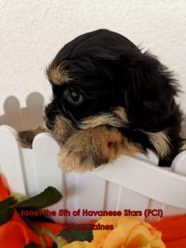 chiot femelle bichon havanais black and tan