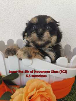 chiot femelle Janet black and tan Havaneser bichon Havanais