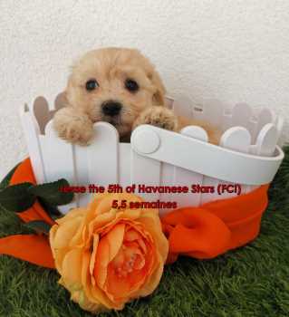 Havanais Stars chiot bichon havanais fauve clair mle
