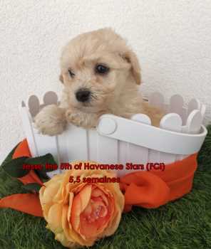 chiot fauve clair bichon Havanais  Havanese   Welpe Havaneser