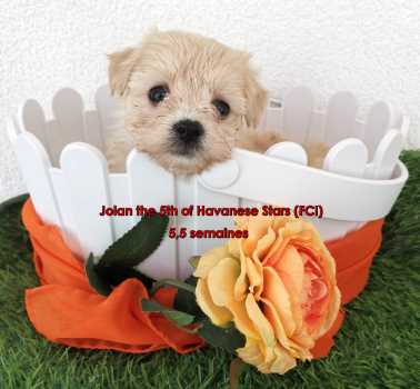 Welpe Havaneser of Havanese Stars (FCI)  Seeberger Marguerite