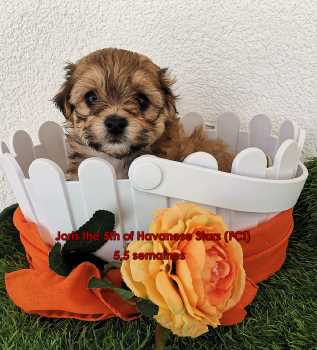 Welpe Havaneser chiot bichon havanais Havanese Stars (FCI)