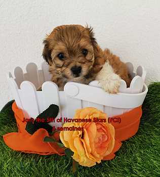 chiot bichon Havanese Stars puppy Havanese Welpe Havaneser Havanais
