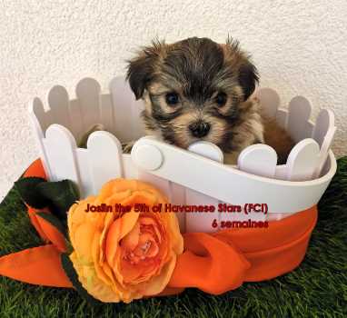 Havaneser Welpe Rde bichon havanais  Havanese Stars (FCI)