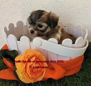 chiot mle Havanese Havaneser bichon Havanais 