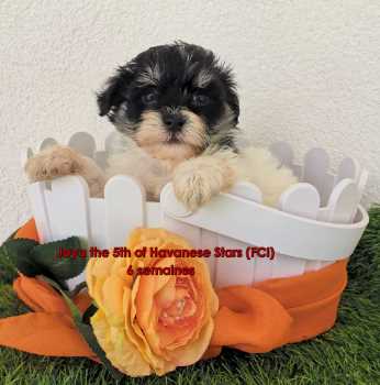 chiot femelle bichon havanais - havaneser Hndin Welpe