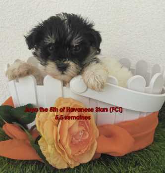 femelle chiot bichon havanais bicolore