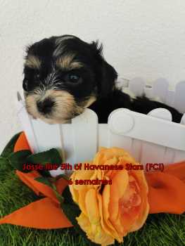 chiot noir-blanc Havanais bichon Havanese Havaneser schwarz weiss