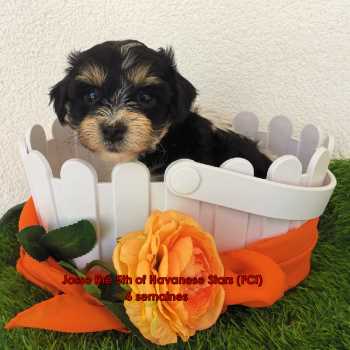 puppy Havanese  Havanese Stars (FCI) black and white