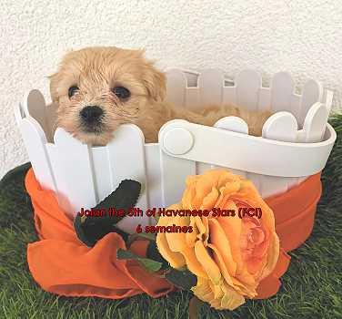 bichon Havanais chiot Havaneser Seeberger Marguerite 