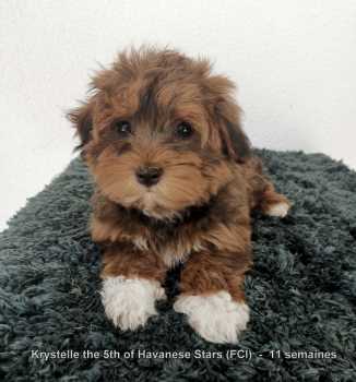 bichon havanais chiot fauve femelle  Havanese Stars (FCI)
