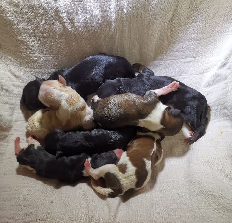 chiots bichon havanais Havanese Stars (FCI)