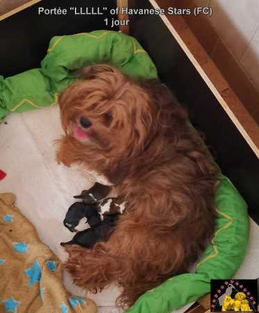 chiots bichon havanais mles