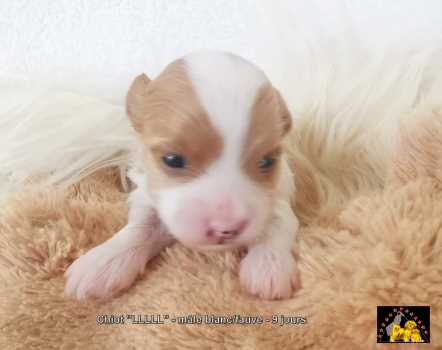 chiot bichon havanais Havanese Stars  Marguerite Seeberger