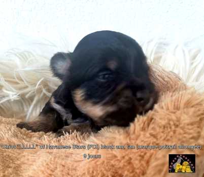 chiot bichon Havanese Havaneser Havanais  Marguerite Seeberger