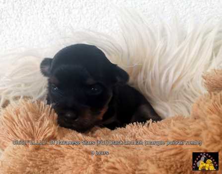 bichon havanais chiot Havanese Stars (FCI) Marguerite Seeberger