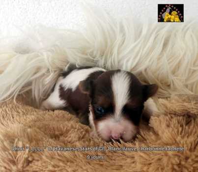 Havanese puppy white fawn  Seeberger Marguerite Havanese Stars (FCI)