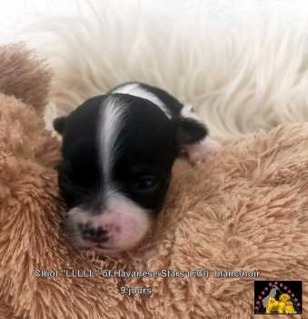 HAvaneserwelpe Havanais  Havanese Stars (FCI Seeberger Marguerite)