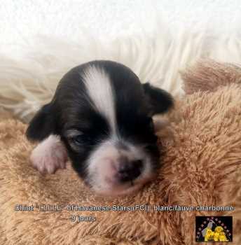 Havaneser Welpe Rde of Havanese Stars (FCI) Seeberger Marguerite
