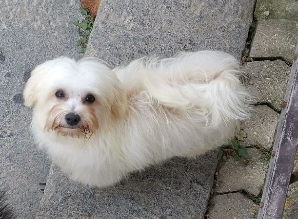 Jordan the 5th of Havanese Stars (FCI)  Marguerite Seeberger